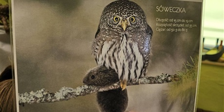 Powiększ grafikę: warsztaty-spojrz-sowie-w-oczy-i-poznaj-jej-zycie-609600.jpg