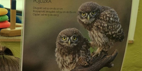Powiększ grafikę: warsztaty-spojrz-sowie-w-oczy-i-poznaj-jej-zycie-609612.jpg