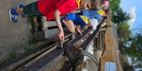 Powiększ grafikę: wycieczka-autokarowa-do-mini-zoo-541029.jpg